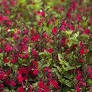 Salvia microphylla x greggii 'Heatwave Blaze' - Sage